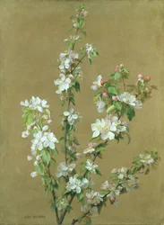 Fiori di melo